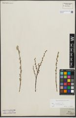 Foto von Salix repens subsp. incubacea (L.) A. Neumann